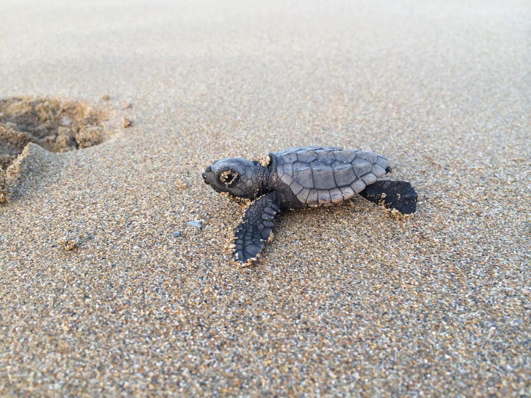 schiusa di Caretta caretta a Cefalonia